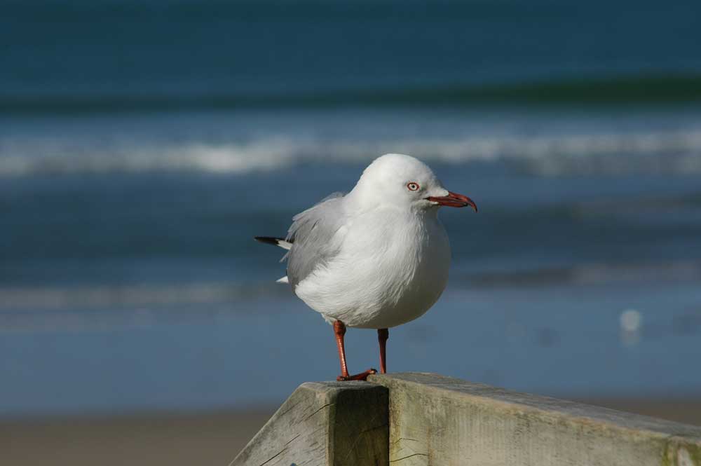 Gaviota - Nueva Zelanda 2.jpg